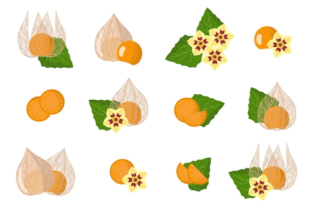 Satz illustrationen mit physalis peruviana exotischen früchten, blumen und blättern isoliert