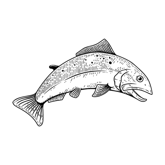 Satz Illustrationen von Lachsfischen im Gravurstil. Gestaltungselement für Logo-Emblem, Schild, Plakat, Karte, Banner. Vektorillustration