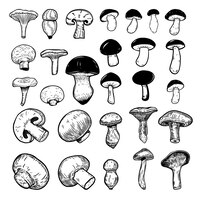 Satz illustrationen von pilzen lokalisiert auf weißem hintergrund. gestaltungselemente für logo, label, schild, abzeichen, poster. vektorbild
