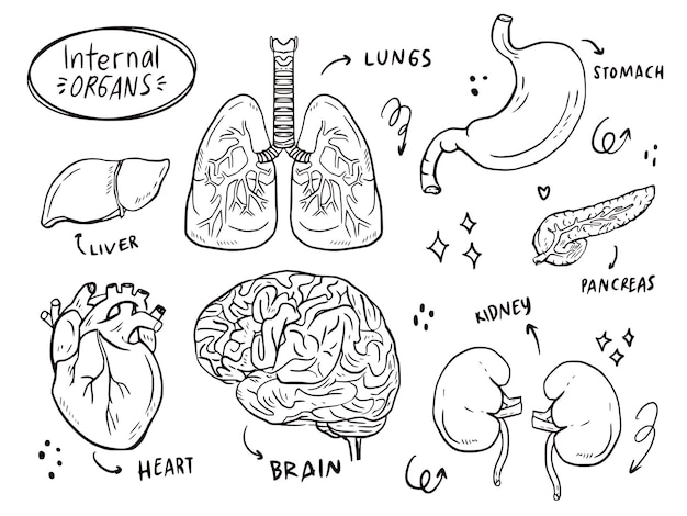 Vektor satz interner organskizzen-gekritzelzeichnung für gesundheitslernen