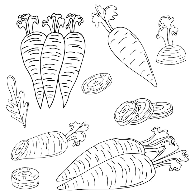 Satz Karotten-Strichzeichnungen. Ernte reifes Gemüse aus dem Garten. Doodle-Zeichnung von Kräuterprodukten.