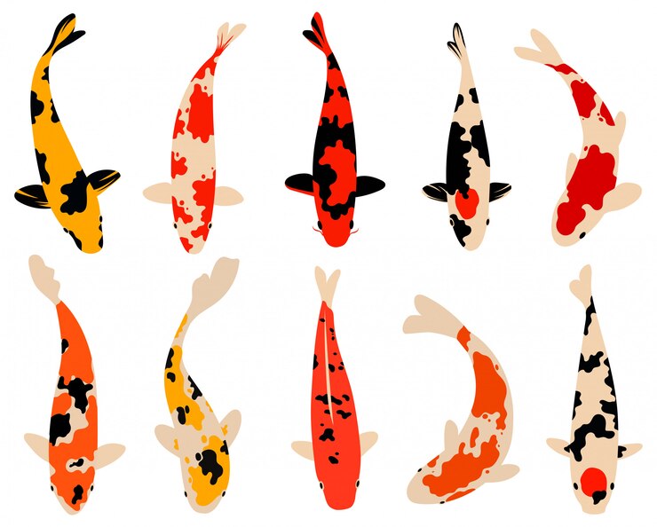Satz Koi-Karpfenfisch. Sammlung von asiatischen Zierfischen für einen Teich. Draufsicht des Fisches.