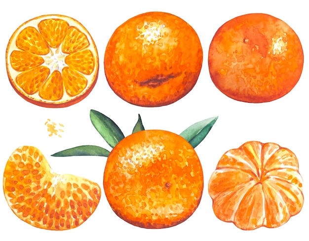 Satz Mandarinen-Aquarell