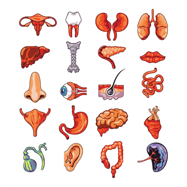 Vektor satz menschliche innere organe einschließlich gehirn, herz, leber, milz, nieren, reproduktionssystem, haut lokalisierte vektorillustration