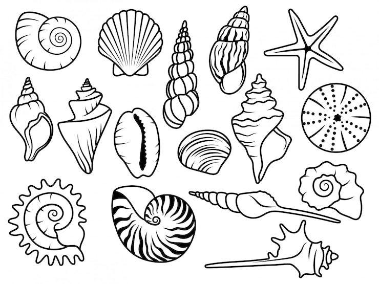 Satz Muscheln. Sammlung von Silhouette Muscheln mit Perlen. Vektorillustration