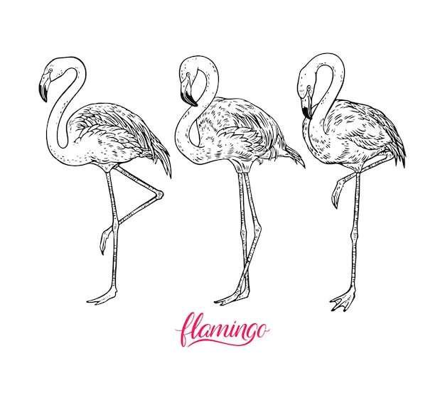 Satz niedliche flamingos handgezeichnete illustrationen