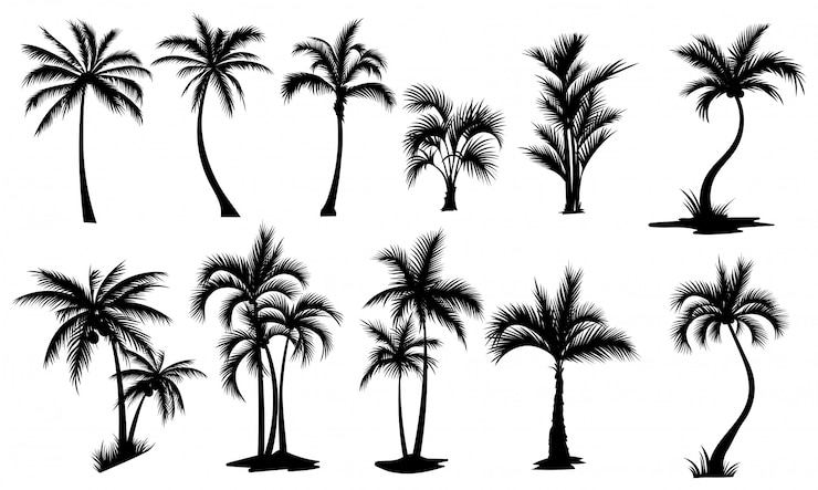 Satz Palmen. Sammlung der Silhouette der Palme. Die Konturen tropischer Pflanzen.