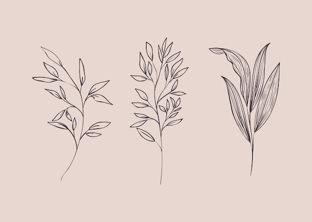 Satz pflanzen botanisch gezeichnet