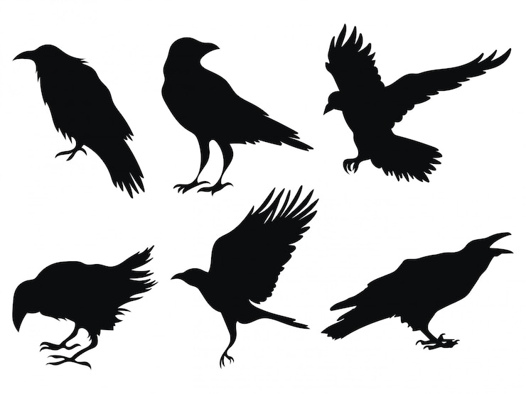 Satz Raben. Eine Sammlung schwarzer Krähen. Silhouette einer fliegenden Krähe.