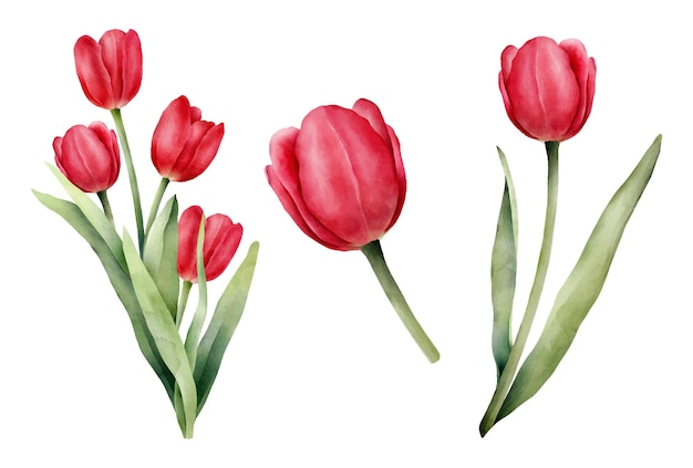 Vektor satz roter aquarell-tulpen mit grünem blatt. handgezeichnete aquarell-illustration