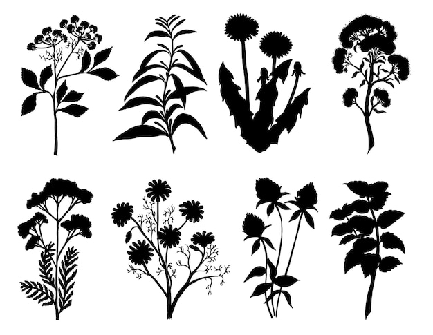 Satz Silhouette durch Kräuter und Blumen handgezeichnete Skizze Heil- und Teekräuter Silhouetten schwarze Silhouetten von Wiesenwildkräutern Illustration