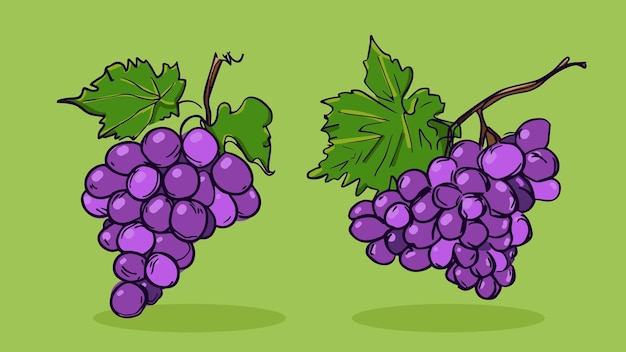 Vektor satz traubenfrucht-vektorillustration in einer linie skizzenstil flache handgezeichnete skizze bunt