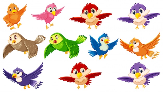 Satz Vogelzeichentrickfigur