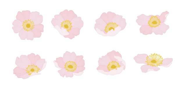 Vektor satz von blühenden blumenillustration der rosa wilden rose