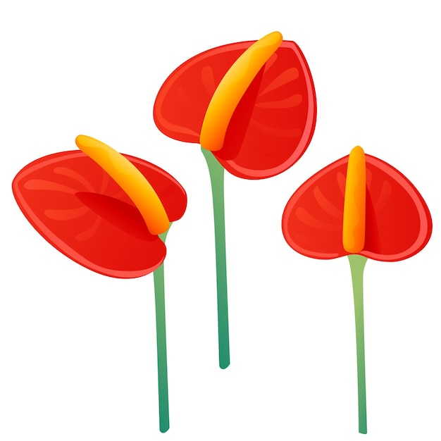 Satz von drei dekorativen Blumen rotes Anthurium-Blumenelement für die flache Vektorillustration des Gartens oder des Blumentopfes lokalisiert auf weißem Hintergrund