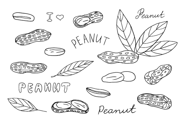 Vektor satz von erdnüssen und erdnussschalen im doodle-stil nüsse gesunde nahrungsmittel ernährung handgezeichneter vektor