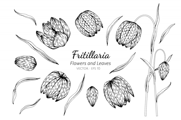 Satz von fritillaria blume und blätter zeichnung illustration.