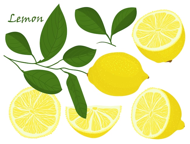 Vektor satz von gelben ganzen und gehackten zitrone isoliert auf weißem hintergrund botanische zeichnung doodle-kunst tropisches zitrusfrucht-muster rahmen für gesunde lebensmittel