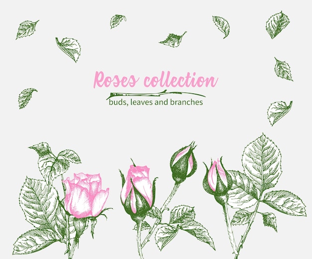 Satz von handgezeichneten skizzen rosa rosen blätter und äste detaillierte vintage botanische iluatration blumenrahmen silhouette isoliert auf weißem hintergrund