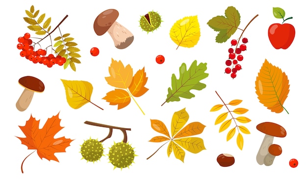 Satz von Herbstelementen. Blätter, Pilze und Beeren auf weißem Hintergrund für den Herbst. Illustration.