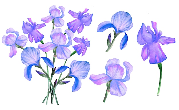 Satz von iris blüht aquarellillustration