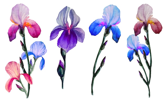 Satz von iris blüht aquarellillustration