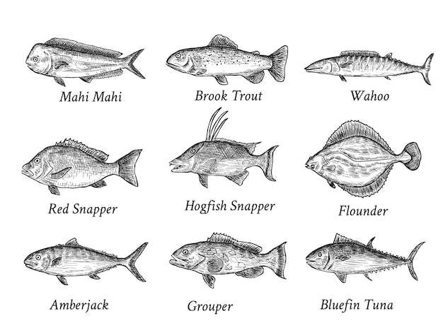 Satz von lokalisierten schwarzen Hand gezeichneten Fischen mit Namen auf weißem Hintergrund.