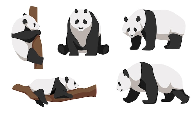 Satz von pandas in verschiedenen winkeln und emotionen im cartoon-stil vektordarstellung pflanzenfressender asiatischer tiere isoliert auf weißem hintergrund