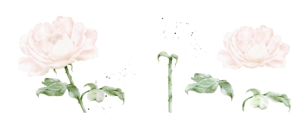 Satz von rosafarbenen rosenaquarellelementen, die auf weißem hintergrund isoliert sind botanische illustration sammlung von blumenknospen, blättern und ästen