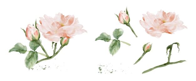 Satz von rosenaquarellelementen isoliert auf weißem hintergrund botanische illustration sammlung von bouquet blütenknospen blätter und zweige