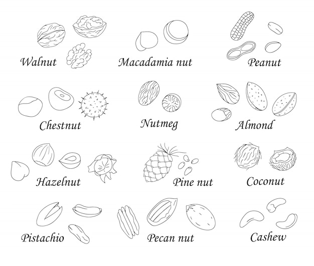 Vektor satz von schwarzen und weißen nüssen. sammlung der lokalisierten einfarbigen haselnuss, walnuss, pistazie, mandel, kokosnuss. lebensmittelillustration in der karikatur- oder gekritzelart lokalisiert auf weiß.