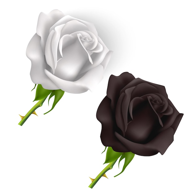 Satz von schwarzen und weißen rosen isoliert auf weißem hintergrund, rosen im fotorealistischen stil, vektorillustration eps 10