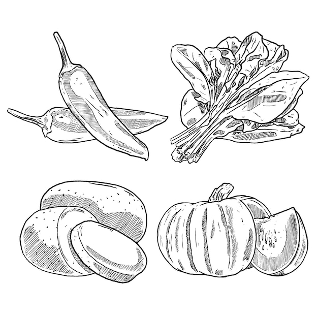 Satz von skizzen und handgezeichneten gemüse-chili-pfeffer-spinat-kartoffeln und kürbis