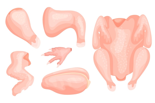 Satz von stücken hühnerfleisch filet bein drumstick flügel vektorobjekte für ihre verwendung
