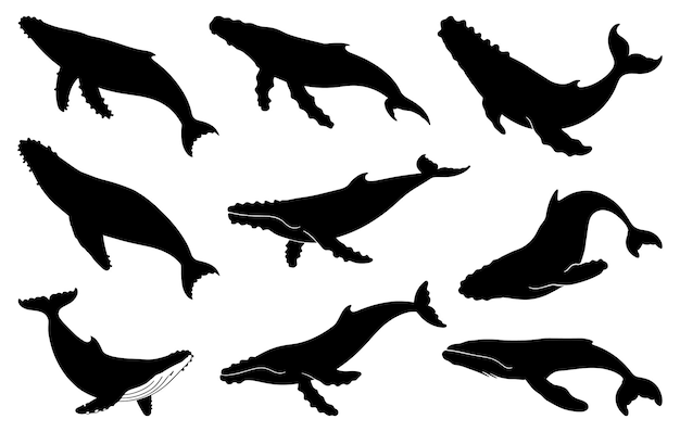 Satz von Vektorillustrationen von Schwarzwalensilhouetten