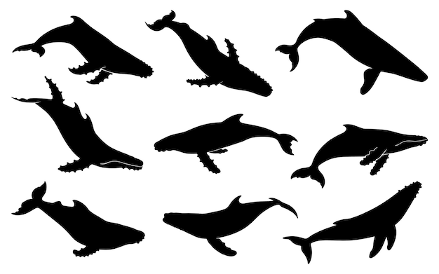 Satz von Vektorillustrationen von Schwarzwalensilhouetten