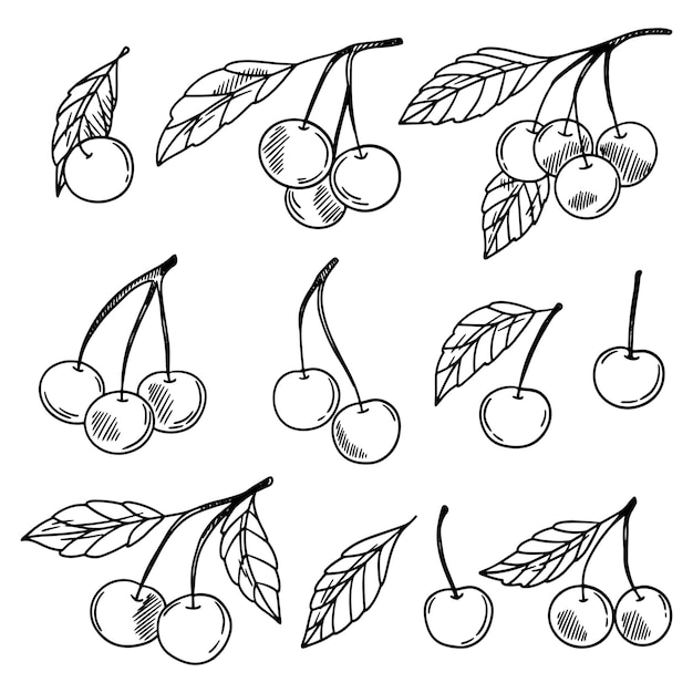 Satz von Vektorkirschen Kirschenbeeren Skizze von Kirschenblättern Frucht auf einem Zweig Vektor-Illustration