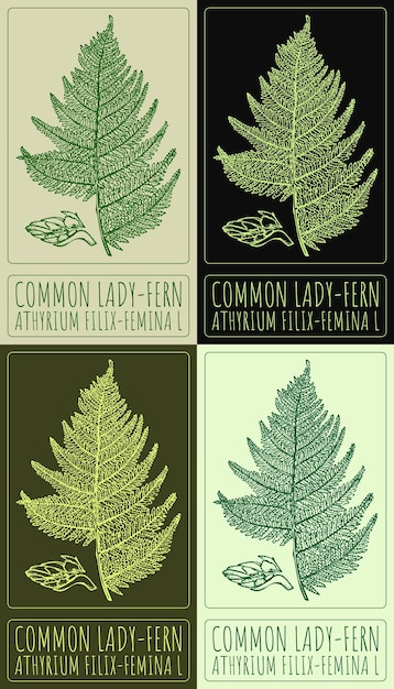 Satz von Vektorzeichnungen COMMON LADYFERN in verschiedenen Farben Handgezeichnete Illustration Der lateinische Name ist ATHYRIUM FILIXFEMINA L