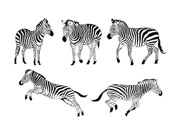 Satz von Zebras Silhouette isoliert auf einem weißen Hintergrund Vektor-Illustration
