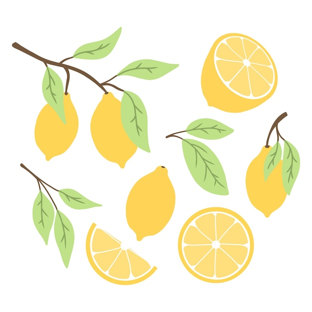 Satz von zitronen im flachen stil sammlung von zitronen auf einem ast eine scheibe einer zitrone eine hälfte einer lemonvector illustration