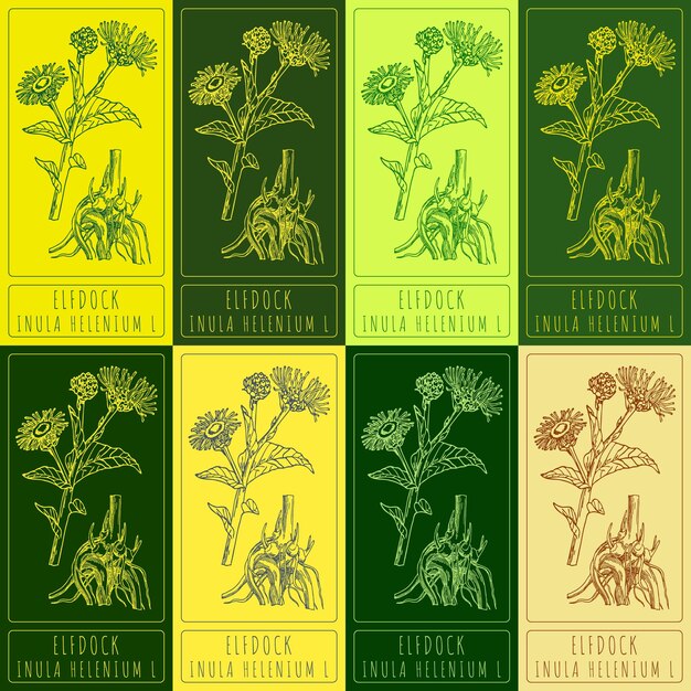 Satzvektorzeichnung von ELFDOCK in verschiedenen Farben Handgezeichnete Illustration lateinischer Name INULA HELENIUM L