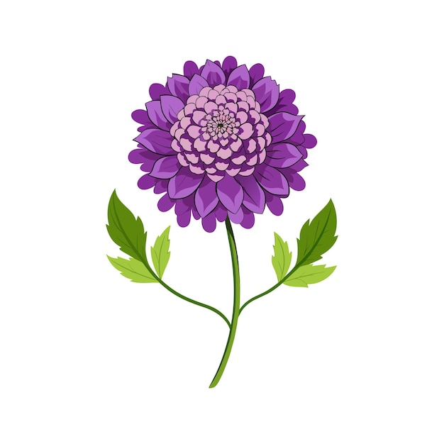 Scabiosa isoliert auf weißem hintergrund