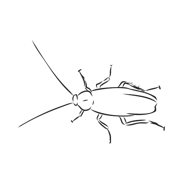 Schabeninsektenschädling realistische Vektorskizzenillustration