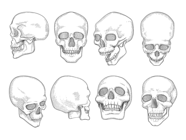 Schädel. menschliche anatomie knochen kopf schädel mund und augen