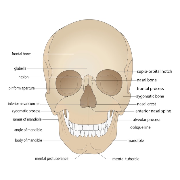 Schädelknochen kopfknochen schädel grenzen des gesichtsschädels gesichtsschädel nasenhöhle