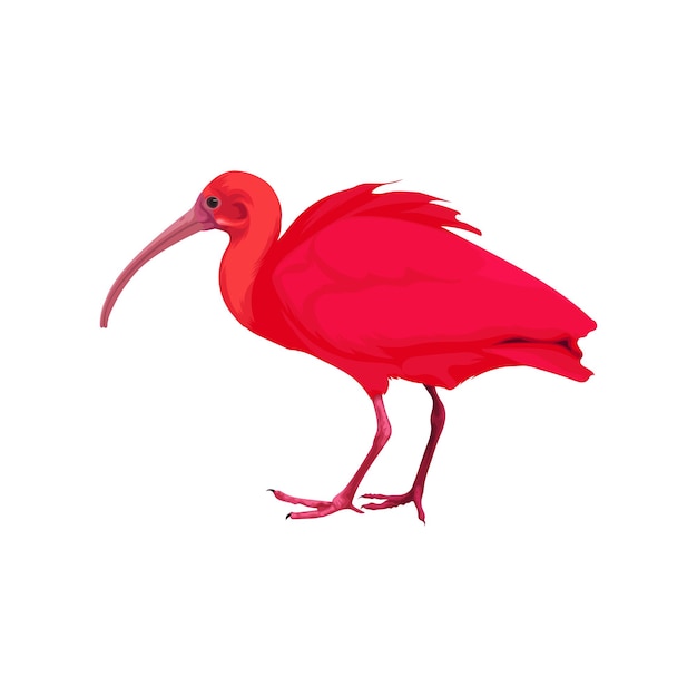 Scharlachroter Ibis-Vogelvektor