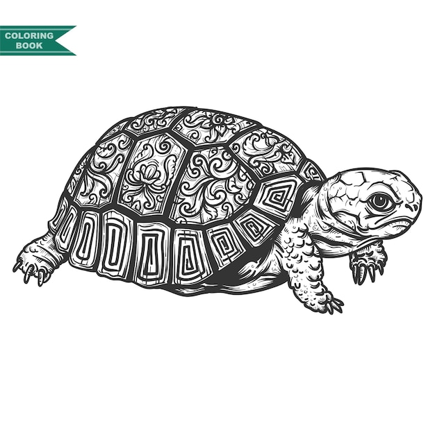 Schildkröte Malbuch Illustration, Zentangle Tier