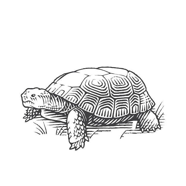 Vektor schildkrötenillustration mit handzeichnung