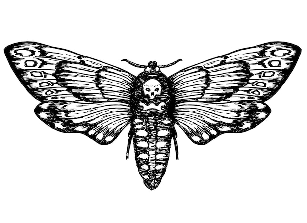 Schmetterling, toter kopf, totenkopf, falkenmotte, design, tattoo-skizze, vintage-zeichnung