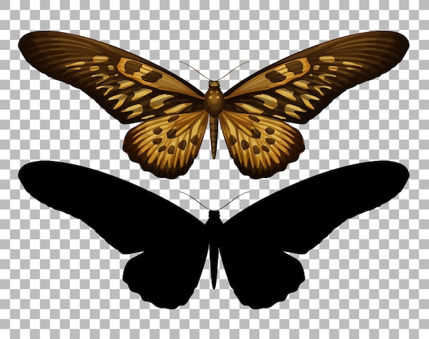 Schmetterling und seine Silhouette auf transparentem Hintergrund